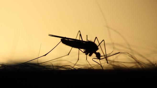 Remedios caseros para las picaduras de mosquitos