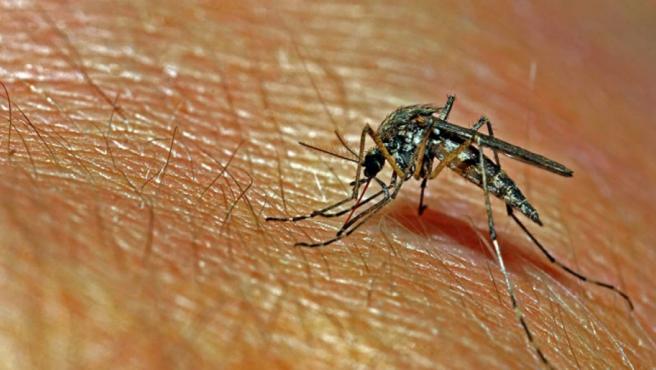 Recomendaciones para prevenir picaduras de mosquito ante los casos de meningoencefalitis en Sevilla