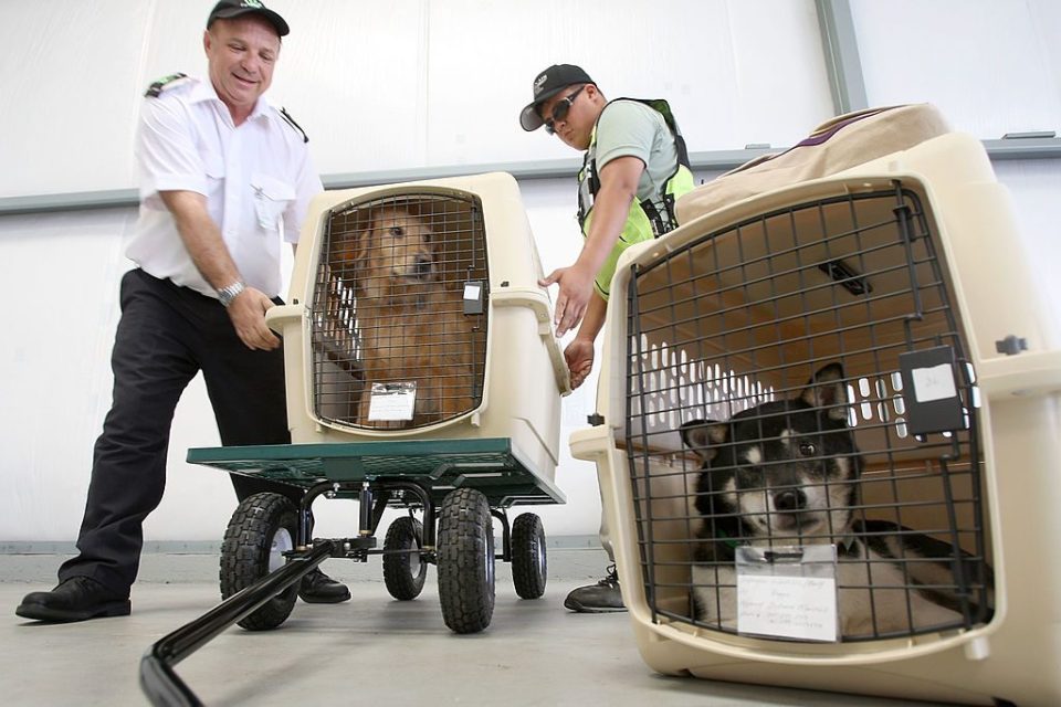 “Es un riesgo que las mascotas viajen en avion”; recomendaciones de los expertos
