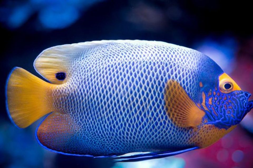 Coloridos, bellos y muy hipnoticos. Consejos para iniciarse en el cuidado de los peces tropicales