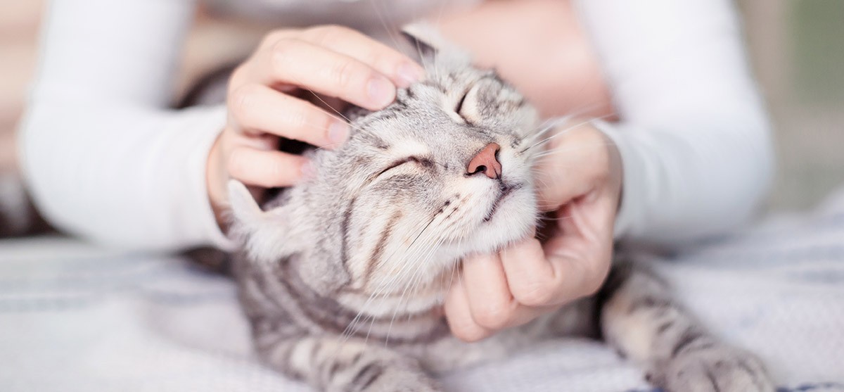Cómo tu gato te dice te quiero